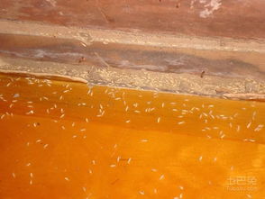 十堰市民警惕 白蟻活躍期已至，危害巨大需及時(shí)防治